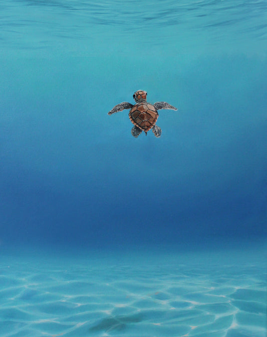 First Swim - Original