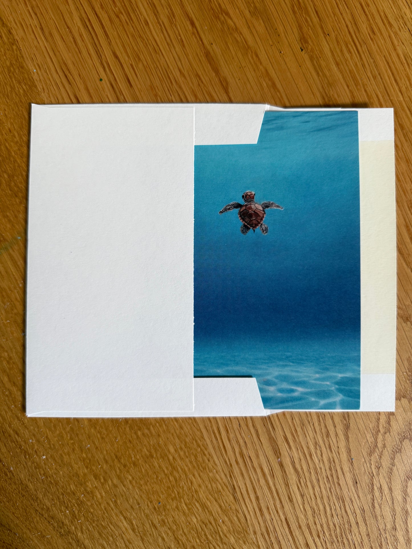 First Swim - 5 Pack of Cards